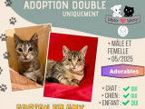 Disponibles &agrave; l'adoption : chatons tigr&eacute;s