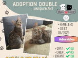 En attente d'adoption : chatonnes de 7 mois