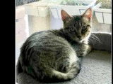 Adoption disponible : chaton m&acirc;le de 9 mois