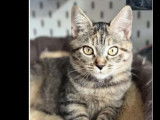&Agrave; adopter, chatonne de 5 mois