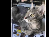Adoption disponible : chatonne tigr&eacute;e grise
