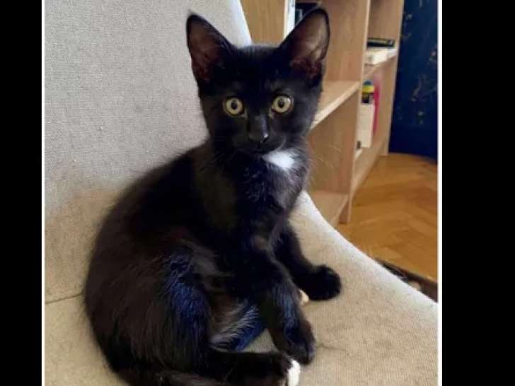 En attente d'adoption : chatonne de 7 mois