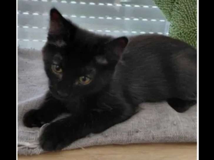 Adoption disponible : chaton mâle noir