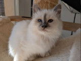 Chaton femelle Sacr&eacute; de Birmanie LOOF &agrave; vendre, n&eacute; en ao&ucirc;t 2025