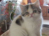 1 chaton Exotic Shorthair LOOF femelle &agrave; vendre