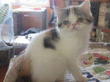 1 chaton Exotic Shorthair LOOF femelle à vendre