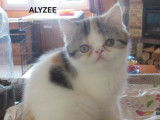 1 chaton Exotic Shorthair LOOF femelle à vendre