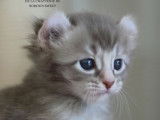 2 chatons American Curl LOOF &agrave; vendre