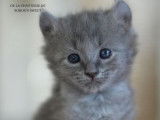 2 chatons American Curl LOOF &agrave; vendre