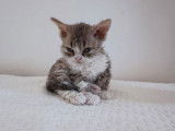 4 chatons Selkirk Rex &agrave; vendre (LOOF)
