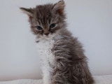 4 chatons Selkirk Rex &agrave; vendre (LOOF)