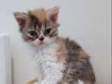 4 chatons Selkirk Rex &agrave; vendre (LOOF)