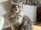 Chatonne Maine Coon LOOF née en mai 2025 à vendre