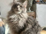 Chatonne Maine Coon LOOF née en mai 2025 à vendre