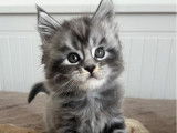 1 chaton mâle Maine Coon bleu silver tabby né en octobre 2025 à vendre