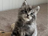 1 chaton mâle Maine Coon bleu silver tabby né en octobre 2025 à vendre