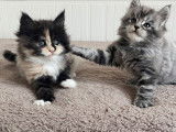 1 chaton mâle Maine Coon bleu silver tabby né en octobre 2025 à vendre