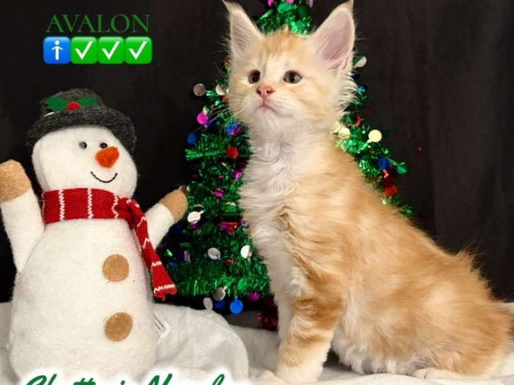 4 chatons Maine Coons LOOF nés en octobre 2025 à vendre