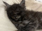 2 chatons mâles Maine Coons black nés en octobre 2025 LOOF à réserver