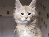 2 chatons Maine Coons LOOF n&eacute;s en septembre 2025 disponibles &agrave; la r&eacute;servation