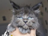 2 chatons Maine Coons LOOF n&eacute;s en septembre 2025 disponibles &agrave; la r&eacute;servation