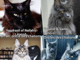 2 chatons Maine Coons LOOF n&eacute;s en septembre 2025 disponibles &agrave; la r&eacute;servation