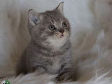 1 chaton femelle British Shorthair LOOF de septembre 2025 &agrave; vendre
