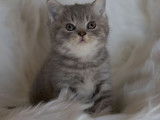 1 chaton femelle British Shorthair LOOF de septembre 2025 &agrave; vendre