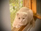 1 chatonne Scottish Fold n&eacute;e en mars 2025 non-LOOF &agrave; vendre