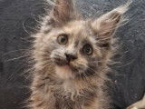 1 chatonne Maine Coon LOOF &agrave; vendre
