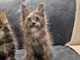 1 chatonne Maine Coon LOOF &agrave; vendre