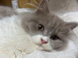 1 chaton m&acirc;le British Longhair LOOF &agrave; vendre
