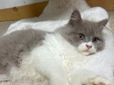1 chaton m&acirc;le British Longhair LOOF &agrave; vendre