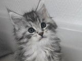 1 chaton Maine Coon m&acirc;le LOOF n&eacute; en octobre 2025 &agrave; r&eacute;server