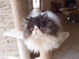 1 chaton Persan m&acirc;le non-LOOF &agrave; vendre