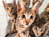 Des chatons Savannah SBT LOOF n&eacute;s en septembre 2025 &agrave; vendre