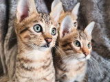 Des chatons Savannah SBT LOOF n&eacute;s en septembre 2025 &agrave; vendre