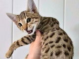 Des chatons Savannah SBT LOOF n&eacute;s en septembre 2025 &agrave; vendre
