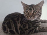 1 chatonne Bengal LOOF n&eacute;e en juin 2025 &agrave; vendre