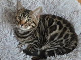 1 chatonne Bengal LOOF n&eacute;e en juin 2025 &agrave; vendre