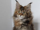 1 chatonne Maine Coon LOOF n&eacute;e en septembre 2025 &agrave; r&eacute;server