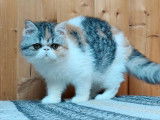 1 chaton femelle Exotic Shorthair LOOF &agrave; vendre