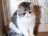1 chaton femelle Exotic Shorthair LOOF &agrave; vendre