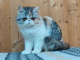 1 chaton femelle Exotic Shorthair LOOF &agrave; vendre