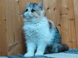 1 chaton femelle Exotic Shorthair LOOF &agrave; vendre