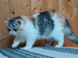 1 chaton femelle Exotic Shorthair LOOF &agrave; vendre