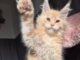 4 chatons Maine Coons LOOF &agrave; vendre