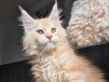 4 chatons Maine Coons LOOF &agrave; vendre