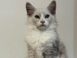 Vente de 2 chatons Maine Coons LOOF de septembre 2025