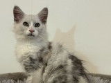 Vente de 2 chatons Maine Coons LOOF de septembre 2025